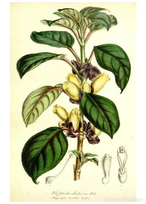 Sammeln von Zeitschriften und Zeitungen: Reproducci&oacute;n/Reproduction 49491754903: Flore des serres et des jardins de l'Europe. A Gand :chez Lou