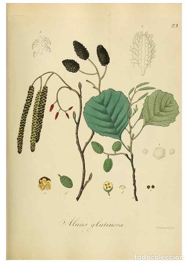 Sammeln von Zeitschriften und Zeitungen: Reproducci&oacute;n/Reproduction 49298683496: Vollst&auml;ndige Naturgeschichte der forstlichen Culturpflanzen D