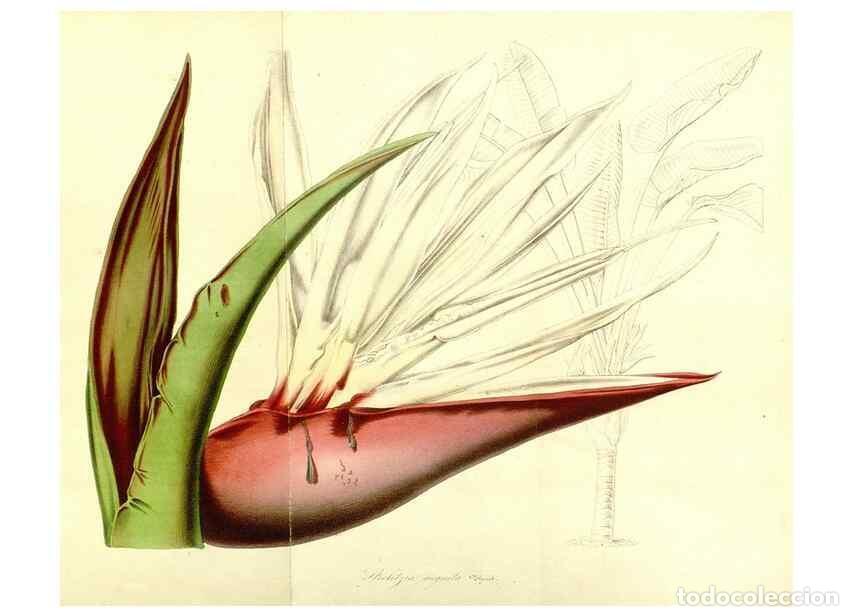 Collection Magazines and Newspapers: Reproducci&oacute;n/Reproduction 49492264261: Flore des serres et des jardins de l'Europe. A Gand :chez Lou