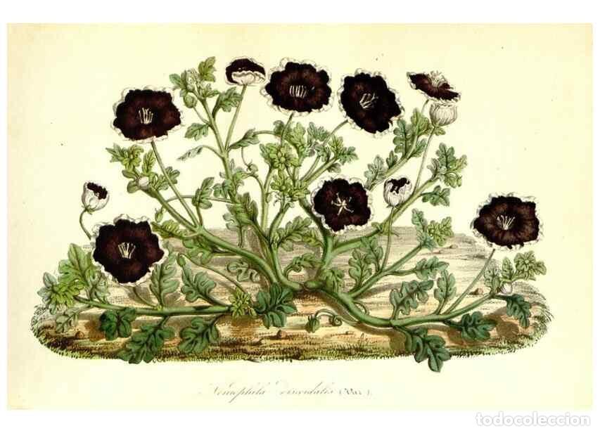 Collection Magazines and Newspapers: Reproducci&oacute;n/Reproduction 49491756198: Flore des serres et des jardins de l'Europe. A Gand :chez Lou