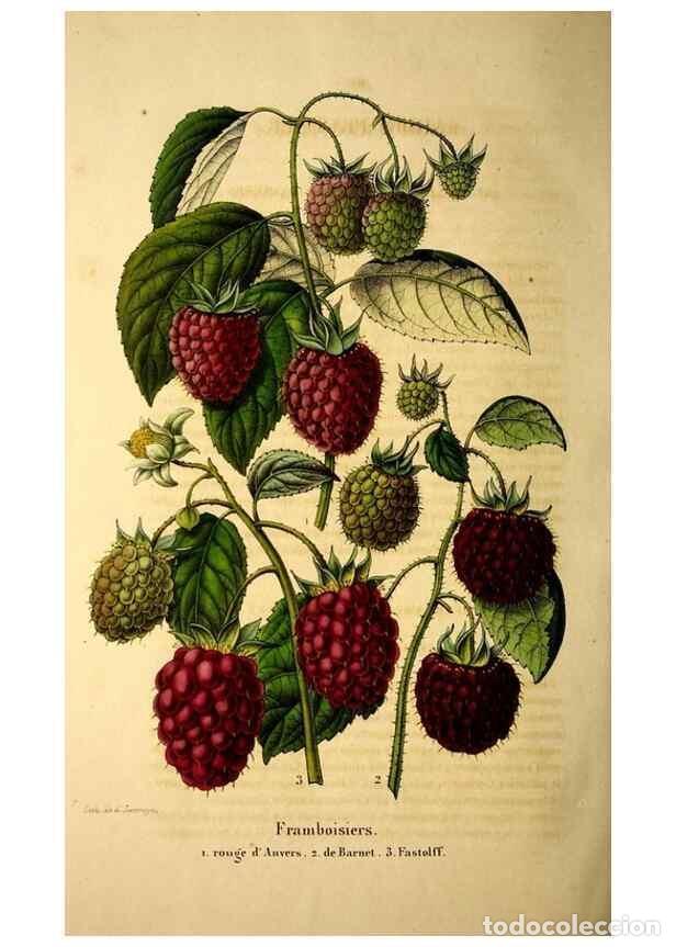 Collection Magazines and Newspapers: Reproducci&oacute;n/Reproduction 49269552162: Belgique horticole.. Li&eacute;ge.. - Morren, Charles,