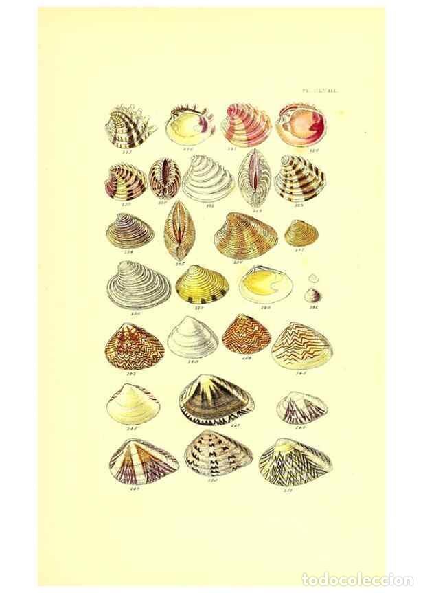 Collection Magazines and Newspapers: Reproducci&oacute;n/Reproduction 49492138817: Thesaurus conchyliorum, or, Monographs of genera of shells. L