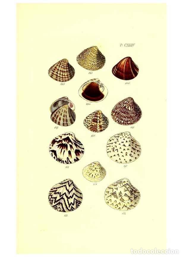 Collection Magazines and Newspapers: Reproducci&oacute;n/Reproduction 49491420738: Thesaurus conchyliorum, or, Monographs of genera of shells. L