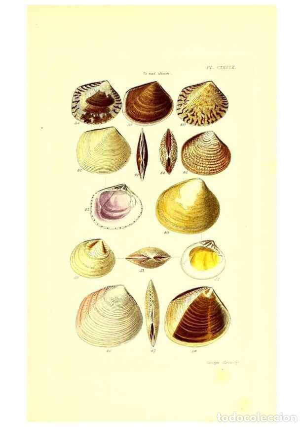 Collection Magazines and Newspapers: Reproducci&oacute;n/Reproduction 49491922666: Thesaurus conchyliorum, or, Monographs of genera of shells. L