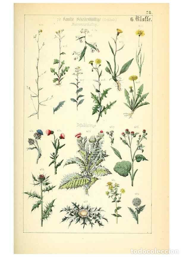 Collection Magazines and Newspapers: Reproducci&oacute;n/Reproduction 49269501451: Popul&auml;re Botanik. Stuttgart,Krais & Hoffmann,1857.. - Schmidl