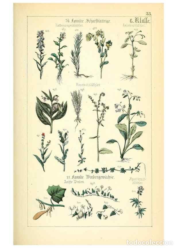 Collection Magazines and Newspapers: Reproducci&oacute;n/Reproduction 49269503741: Popul&auml;re Botanik. Stuttgart,Krais & Hoffmann,1857.. - Schmidl