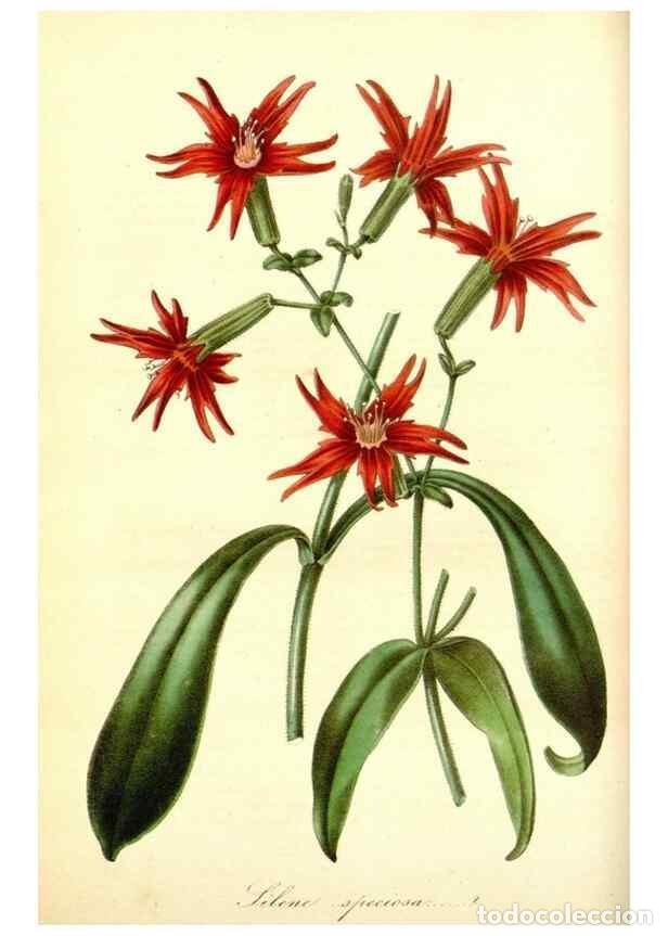 Collection Magazines and Newspapers: Reproducci&oacute;n/Reproduction 49492245751: Flore des serres et des jardins de l'Europe. A Gand :chez Lou