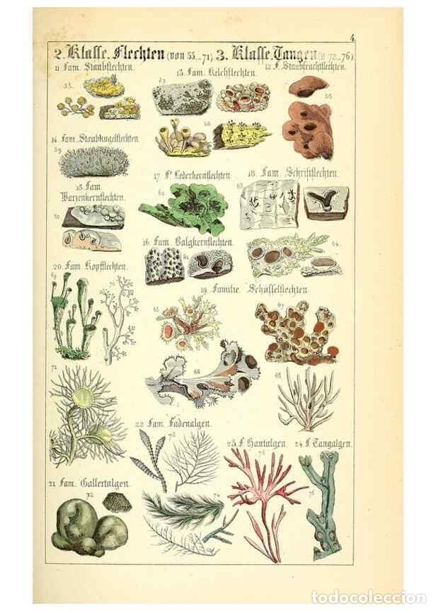 Collection Magazines and Newspapers: Reproducci&oacute;n/Reproduction 49269030818: Popul&auml;re Botanik. Stuttgart,Krais & Hoffmann,1857.. - Schmidl