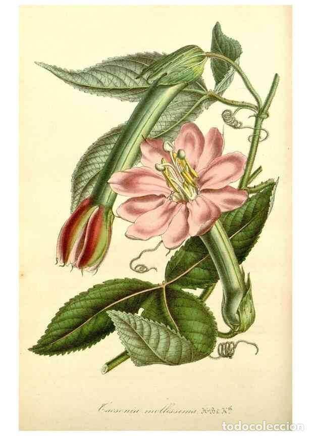 Colecionismo de Revistas e Jornais: Reproducci&oacute;n/Reproduction 49492453652: Flore des serres et des jardins de l'Europe. A Gand :chez Lou