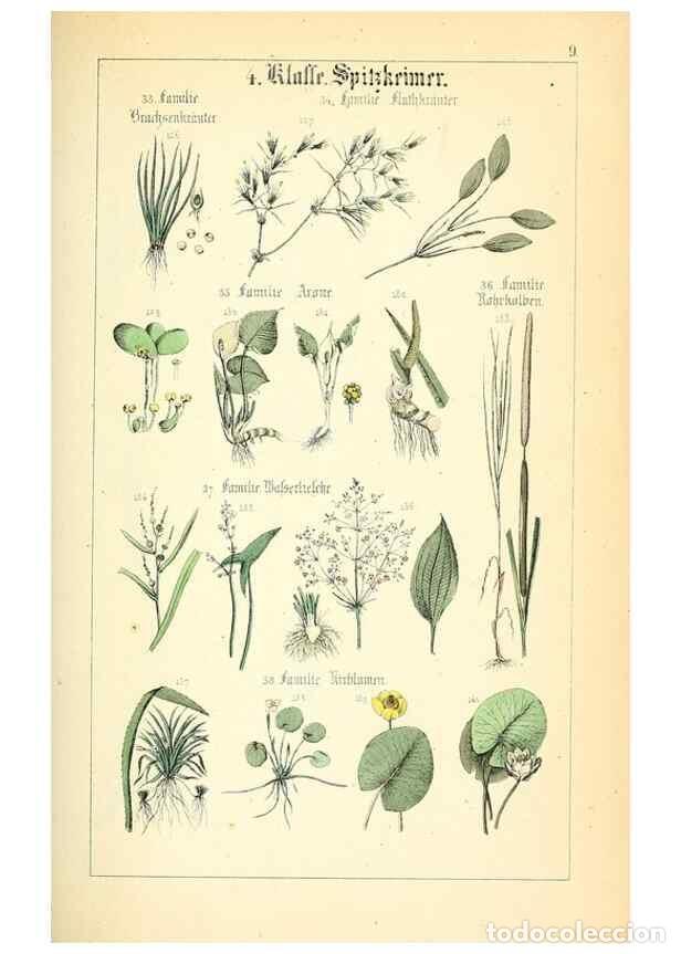 Sammeln von Zeitschriften und Zeitungen: Reproducci&oacute;n/Reproduction 49269693612: Popul&auml;re Botanik. Stuttgart,Krais & Hoffmann,1857.. - Schmidl