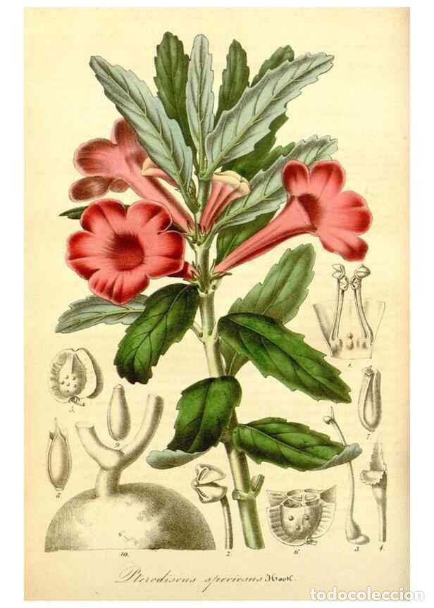 Sammeln von Zeitschriften und Zeitungen: Reproducci&oacute;n/Reproduction 49492452517: Flore des serres et des jardins de l'Europe. A Gand :chez Lou