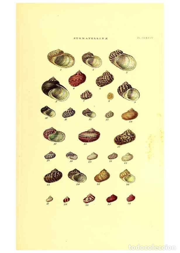 Sammeln von Zeitschriften und Zeitungen: Reproducci&oacute;n/Reproduction 49492142757: Thesaurus conchyliorum, or, Monographs of genera of shells. L