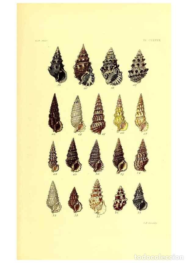Sammeln von Zeitschriften und Zeitungen: Reproducci&oacute;n/Reproduction 49491934601: Thesaurus conchyliorum, or, Monographs of genera of shells. L