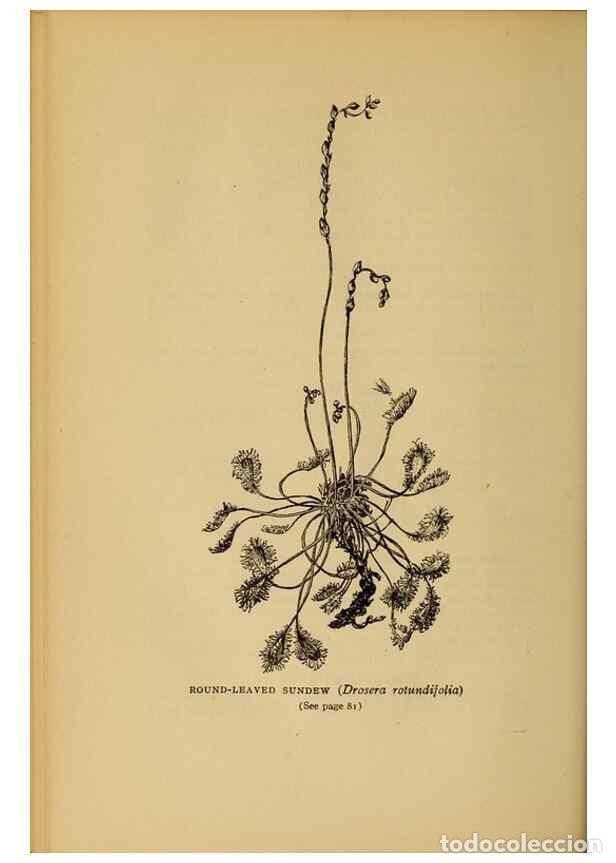 Sammeln von Zeitschriften und Zeitungen: Reproducci&oacute;n/Reproduction 49304396462: Harper's guide to wild flowers,. New York,Harper,1912.. - Cre