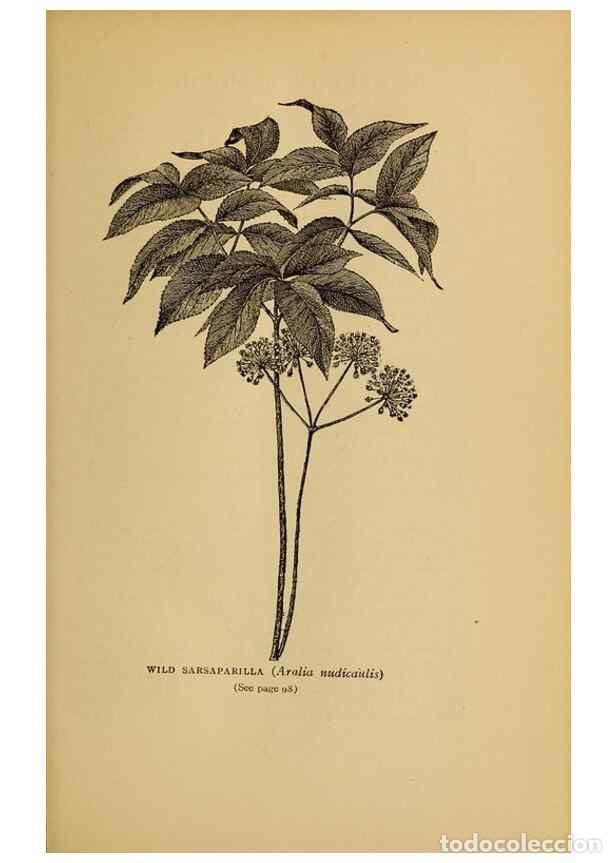 Sammeln von Zeitschriften und Zeitungen: Reproducci&oacute;n/Reproduction 49303699053: Harper's guide to wild flowers,. New York,Harper,1912.. - Cre