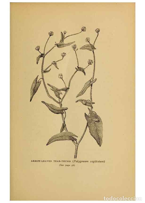 Sammeln von Zeitschriften und Zeitungen: Reproducci&oacute;n/Reproduction 49303696038: Harper's guide to wild flowers,. New York,Harper,1912.. - Cre