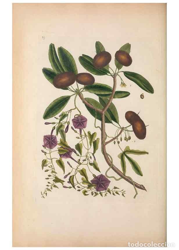 Sammeln von Zeitschriften und Zeitungen: Reproducci&oacute;n/Reproduction 49456725988: The natural history of Carolina, Florida, and the Bahama Isla