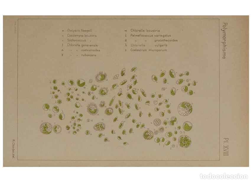 Sammeln von Zeitschriften und Zeitungen: Reproducci&oacute;n/Reproduction 49298908031: &Eacute;tude critique et exp&eacute;rimentale sur le polymorphisme des algu