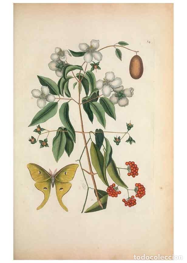 Sammeln von Zeitschriften und Zeitungen: Reproducci&oacute;n/Reproduction 49457196791: The natural history of Carolina, Florida, and the Bahama Isla