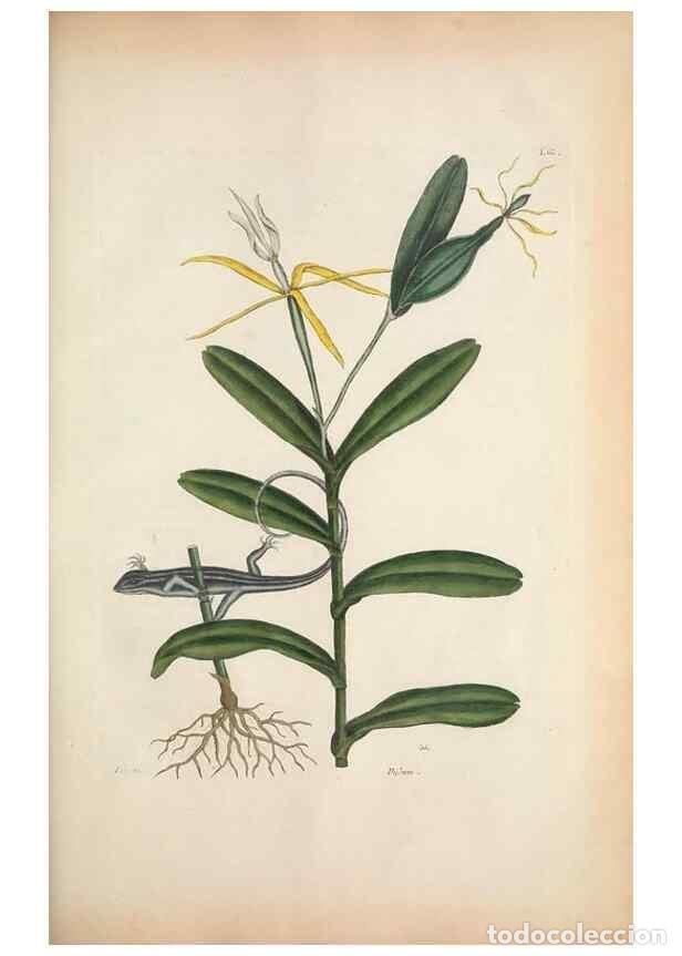 Sammeln von Zeitschriften und Zeitungen: Reproducci&oacute;n/Reproduction 49457425862: The natural history of Carolina, Florida, and the Bahama Isla