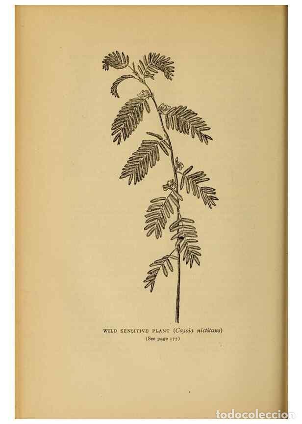Sammeln von Zeitschriften und Zeitungen: Reproducci&oacute;n/Reproduction 49304404462: Harper's guide to wild flowers,. New York,Harper,1912.. - Cre