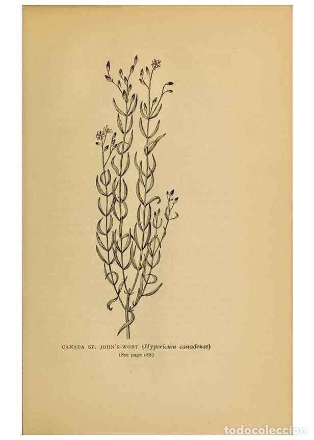 Sammeln von Zeitschriften und Zeitungen: Reproducci&oacute;n/Reproduction 49303706833: Harper's guide to wild flowers,. New York,Harper,1912.. - Cre