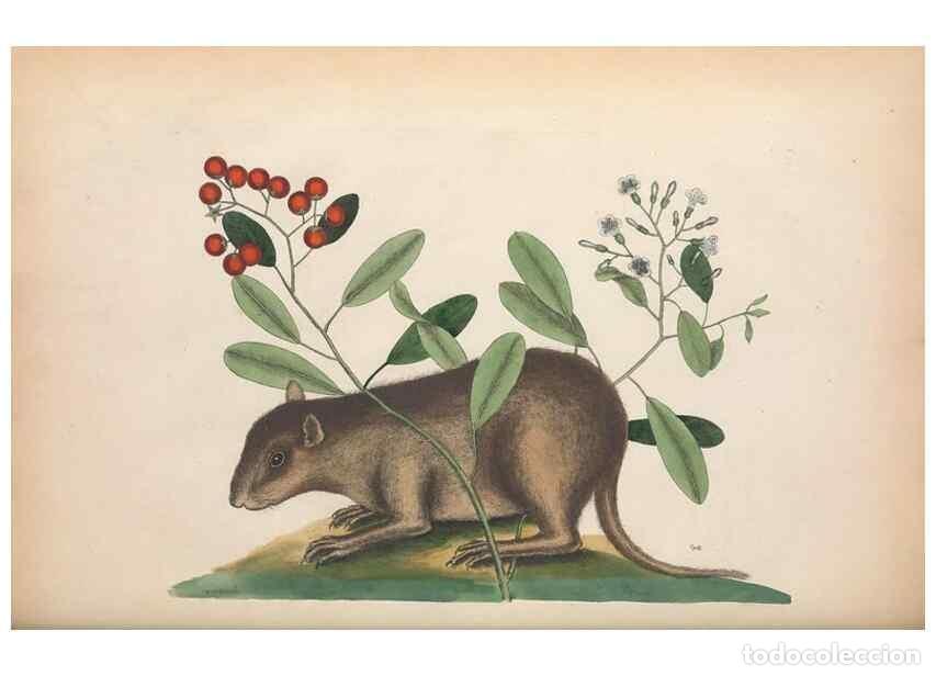 Sammeln von Zeitschriften und Zeitungen: Reproducci&oacute;n/Reproduction 49457195531: The natural history of Carolina, Florida, and the Bahama Isla