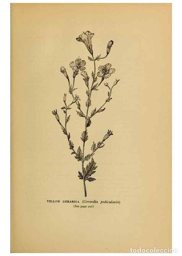 Sammeln von Zeitschriften und Zeitungen: Reproducci&oacute;n/Reproduction 49304197071: Harper's guide to wild flowers,. New York,Harper,1912.. - Cre