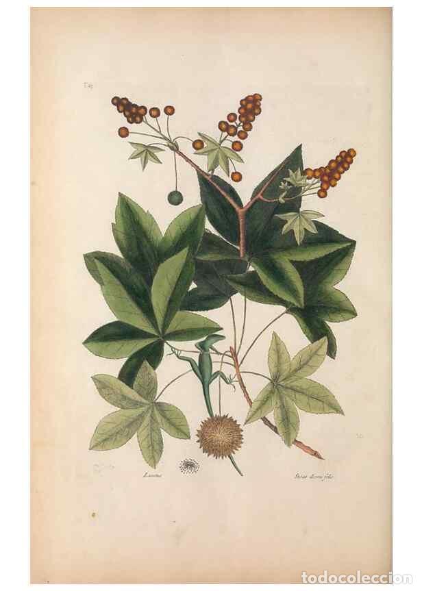 Sammeln von Zeitschriften und Zeitungen: Reproducci&oacute;n/Reproduction 49457191381: The natural history of Carolina, Florida, and the Bahama Isla