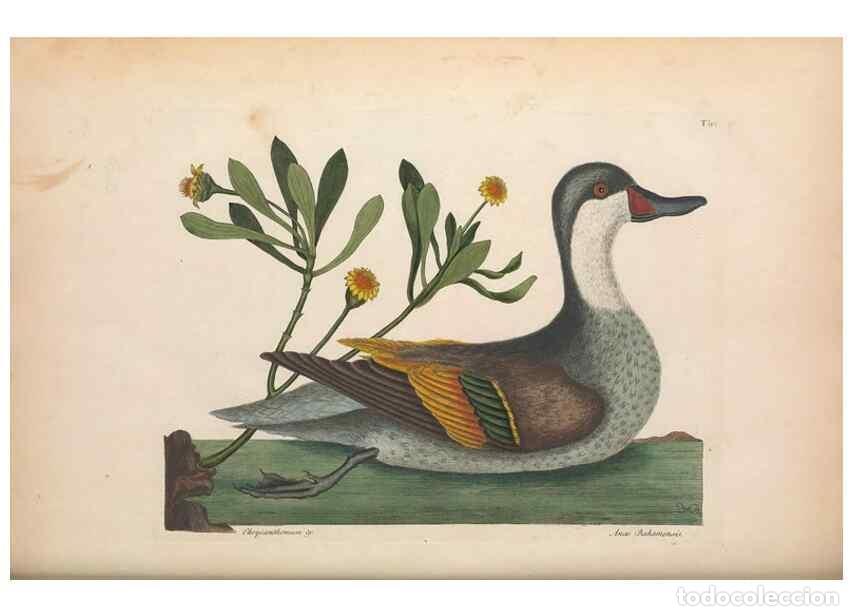 Collectionnisme de Revues et Journaux: Reproducci&oacute;n/Reproduction 49457116677: The natural history of Carolina, Florida, and the Bahama Isla