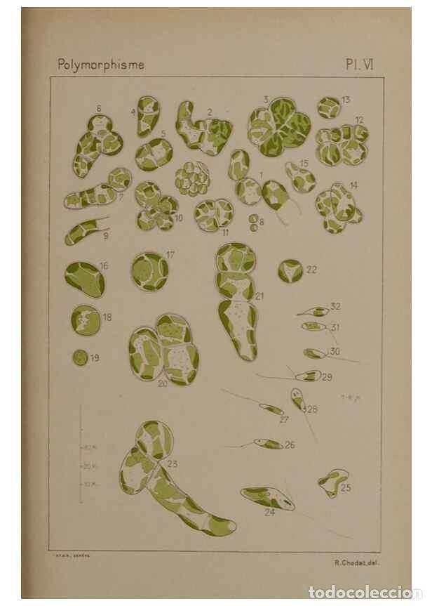 Collectionnisme de Revues et Journaux: Reproducci&oacute;n/Reproduction 49298904401: &Eacute;tude critique et exp&eacute;rimentale sur le polymorphisme des algu
