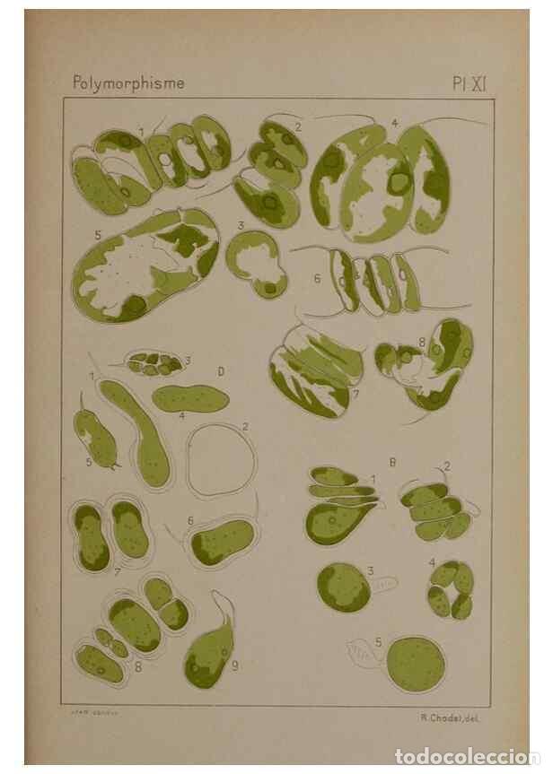 Collectionnisme de Revues et Journaux: Reproducci&oacute;n/Reproduction 49298906011: &Eacute;tude critique et exp&eacute;rimentale sur le polymorphisme des algu