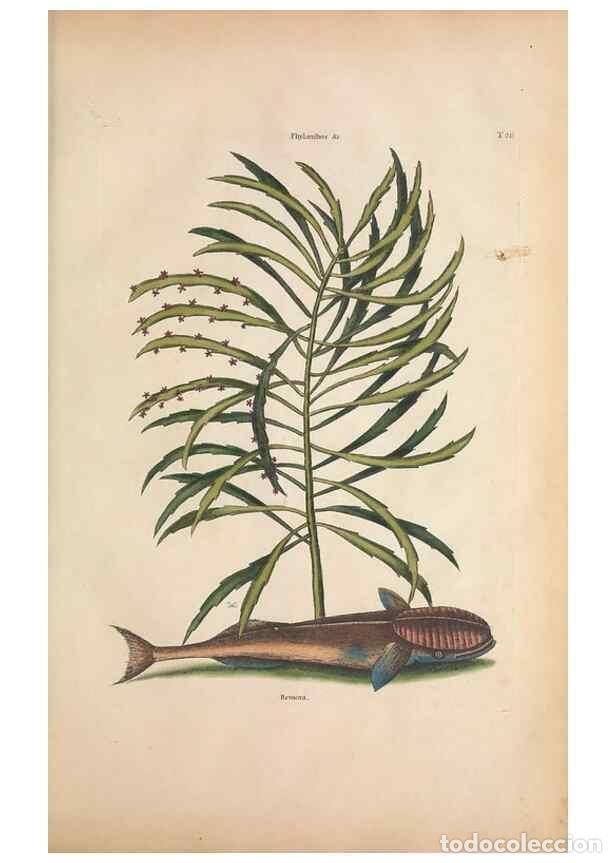 Collectionnisme de Revues et Journaux: Reproducci&oacute;n/Reproduction 49457413587: The natural history of Carolina, Florida, and the Bahama Isla