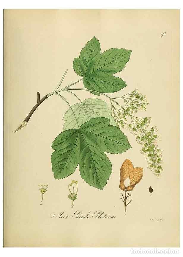 Collectionnisme de Revues et Journaux: Reproducci&oacute;n/Reproduction 49298699701: Vollst&auml;ndige Naturgeschichte der forstlichen Culturpflanzen D