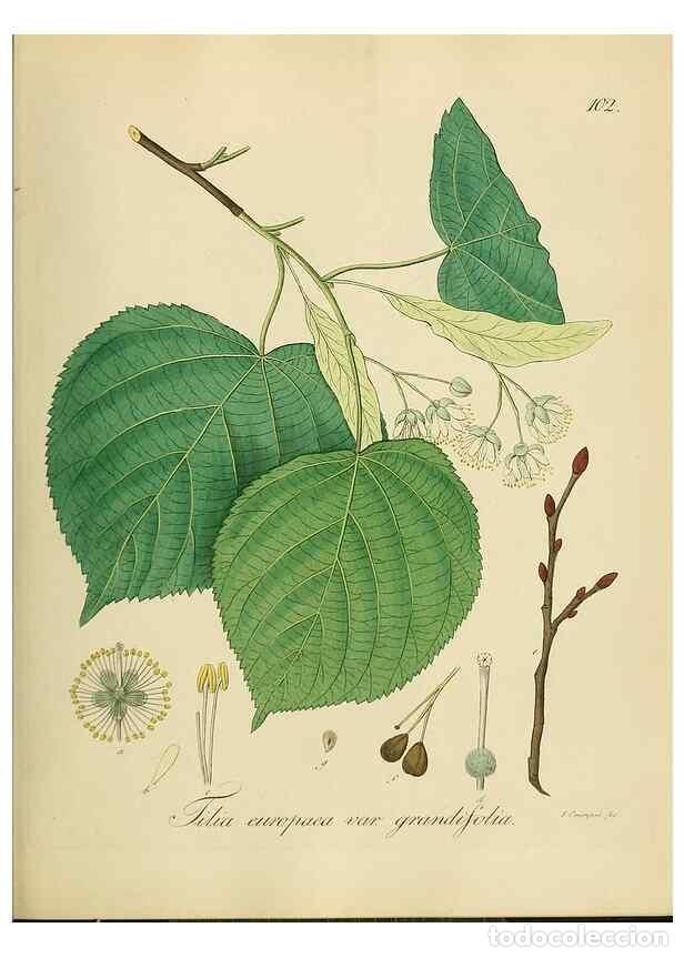 Collectionnisme de Revues et Journaux: Reproducci&oacute;n/Reproduction 49298904137: Vollst&auml;ndige Naturgeschichte der forstlichen Culturpflanzen D