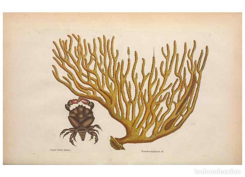 Collectionnisme de Revues et Journaux: Reproducci&oacute;n/Reproduction 49457416727: The natural history of Carolina, Florida, and the Bahama Isla