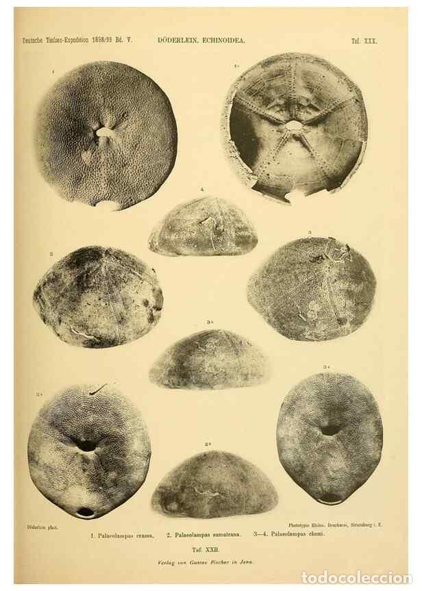 Collectionnisme de Revues et Journaux: Reproducci&oacute;n/Reproduction 49484390563: Wissenschaftliche Ergebnisse der Deutschen Tiefsee-Expedition