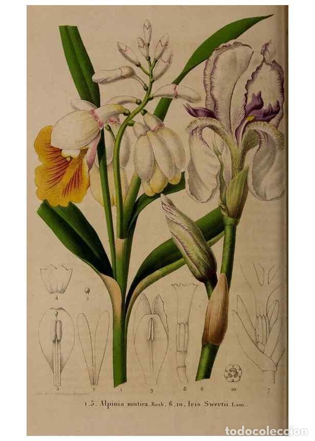 Collectionnisme de Revues et Journaux: Reproducci&oacute;n/Reproduction 49264945762: Belgique horticole.. Li&eacute;ge.. - Morren, Charles,