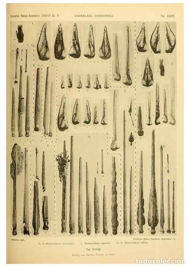Collectionnisme de Revues et Journaux: Reproducci&oacute;n/Reproduction 49484883416: Wissenschaftliche Ergebnisse der Deutschen Tiefsee-Expedition