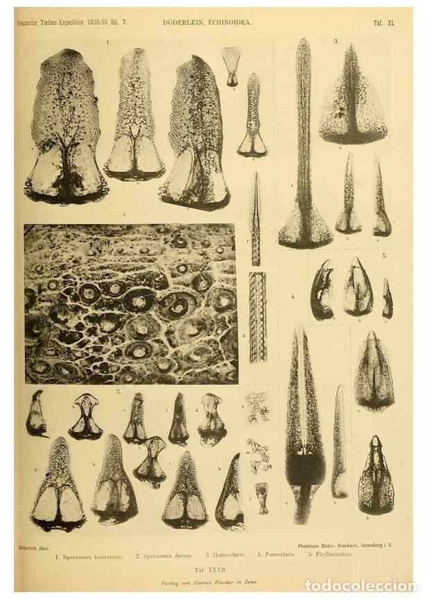 Collectionnisme de Revues et Journaux: Reproducci&oacute;n/Reproduction 49484393348: Wissenschaftliche Ergebnisse der Deutschen Tiefsee-Expedition