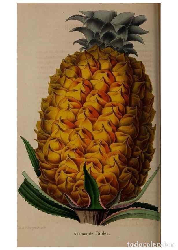 Collectionnisme de Revues et Journaux: Reproducci&oacute;n/Reproduction 49264754796: Belgique horticole.. Li&eacute;ge.. - Morren, Charles,