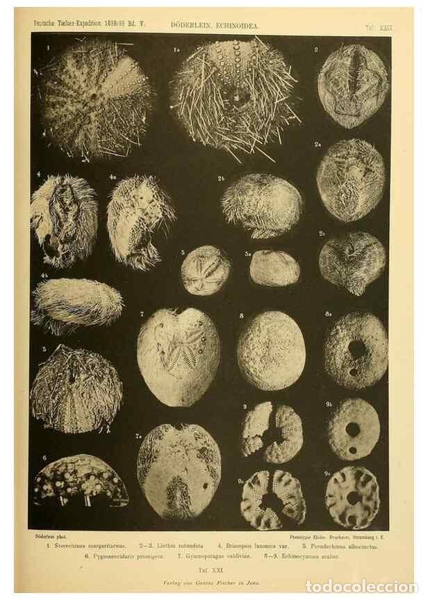 Collectionnisme de Revues et Journaux: Reproducci&oacute;n/Reproduction 49484881331: Wissenschaftliche Ergebnisse der Deutschen Tiefsee-Expedition