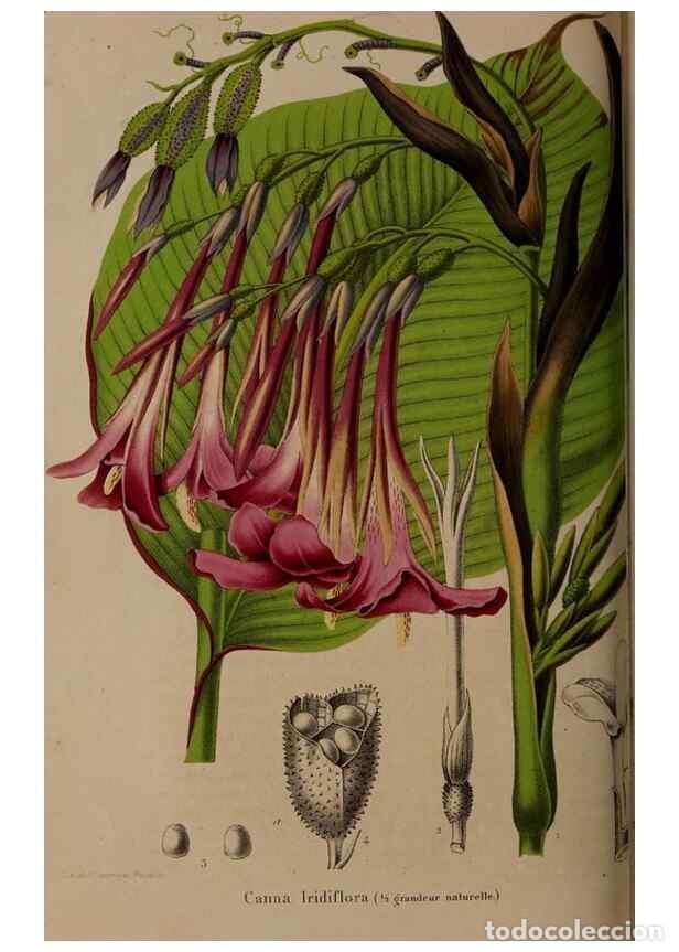 Collectionnisme de Revues et Journaux: Reproducci&oacute;n/Reproduction 49264291373: Belgique horticole.. Li&eacute;ge.. - Morren, Charles,