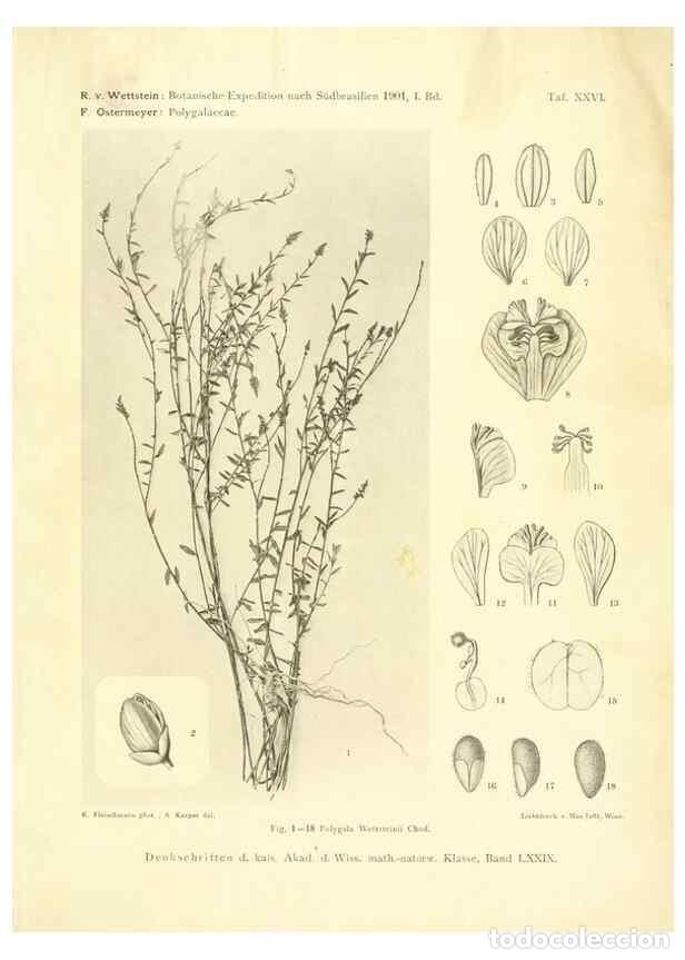 Collezionismo di Riviste e Giornali: Reproducci&oacute;n/Reproduction 49487850882: Pteridophyta und Anthophyta /. Wien :K.K. Hof- und Staatsdruc