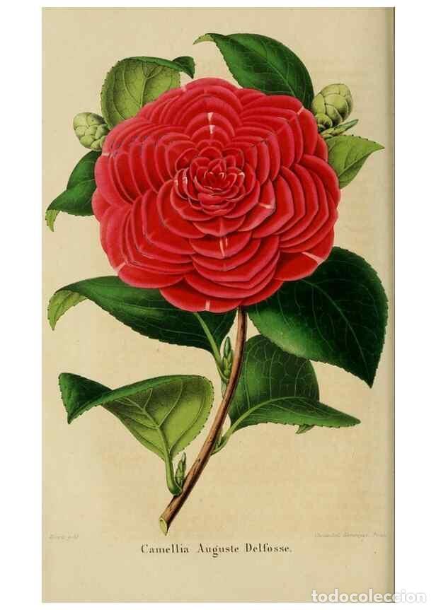 Collezionismo di Riviste e Giornali: Reproducci&oacute;n/Reproduction 49265272012: Belgique horticole.. Li&eacute;ge.. - Morren, Charles,