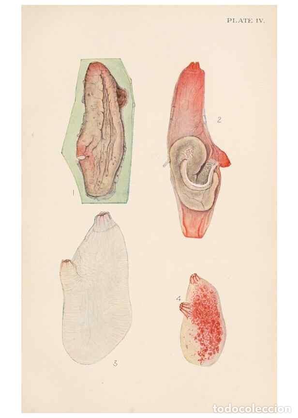 Collezionismo di Riviste e Giornali: Reproducci&oacute;n/Reproduction 49488375696: The British Tunicata;. London,Printed for the Ray society,190