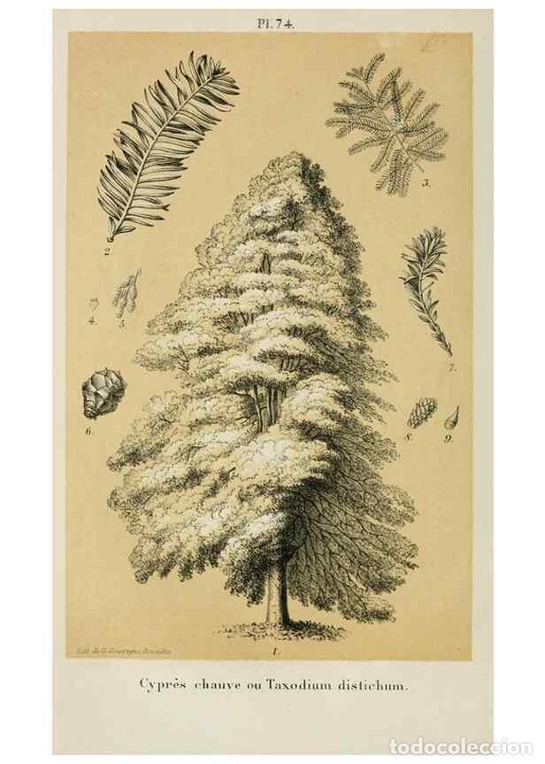 Collezionismo di Riviste e Giornali: Reproducci&oacute;n/Reproduction 49265277017: Belgique horticole.. Li&eacute;ge.. - Morren, Charles,