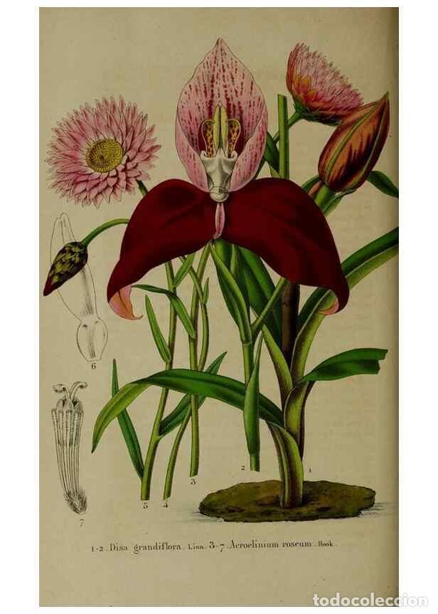 Collezionismo di Riviste e Giornali: Reproducci&oacute;n/Reproduction 49265148416: Belgique horticole.. Li&eacute;ge.. - Morren, Charles,