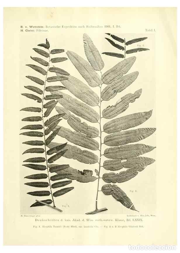 Collezionismo di Riviste e Giornali: Reproducci&oacute;n/Reproduction 49487844937: Pteridophyta und Anthophyta /. Wien :K.K. Hof- und Staatsdruc