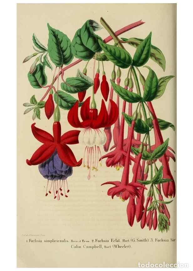 Collezionismo di Riviste e Giornali: Reproducci&oacute;n/Reproduction 49263821103: Belgique horticole.. Li&eacute;ge.. - Morren, Charles,